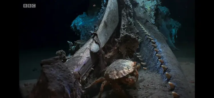 Toothed rock crab (Cancer bellianus) as shown in Blue Planet II - The Deep